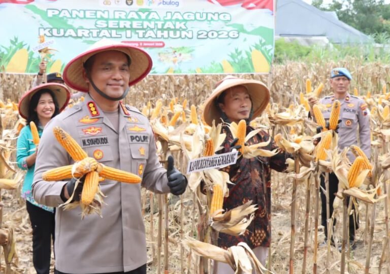 Panen Raya Kuartal I, Wujud Dukungan Polrestabes Semarang dalam Swasembada Pangan 2026
