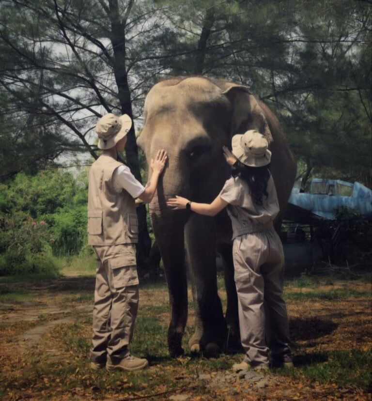 Semarang Zoo Hentikan Peragaan Gajah Tunggang Karena Alasan Berikut Ini