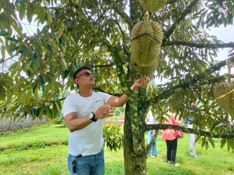 Kebun Durian Tambah Tumbuh, Jejak Pensiunan Banker Hadirkan Durian Berkelas di Pinggiran Semarang
