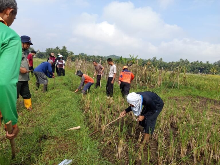 Tikus Merajalela, Warga  Gropyokan Tikus di Sawah